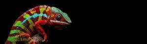 Exotic chameleons for sale.