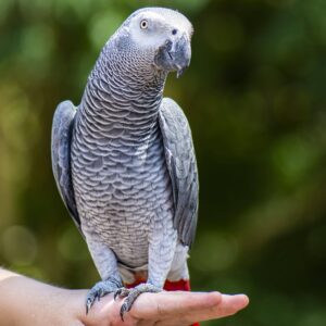 Bird super show