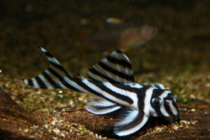 zebra pleco fish