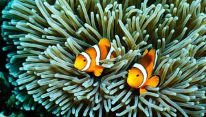 symbiotic relationship